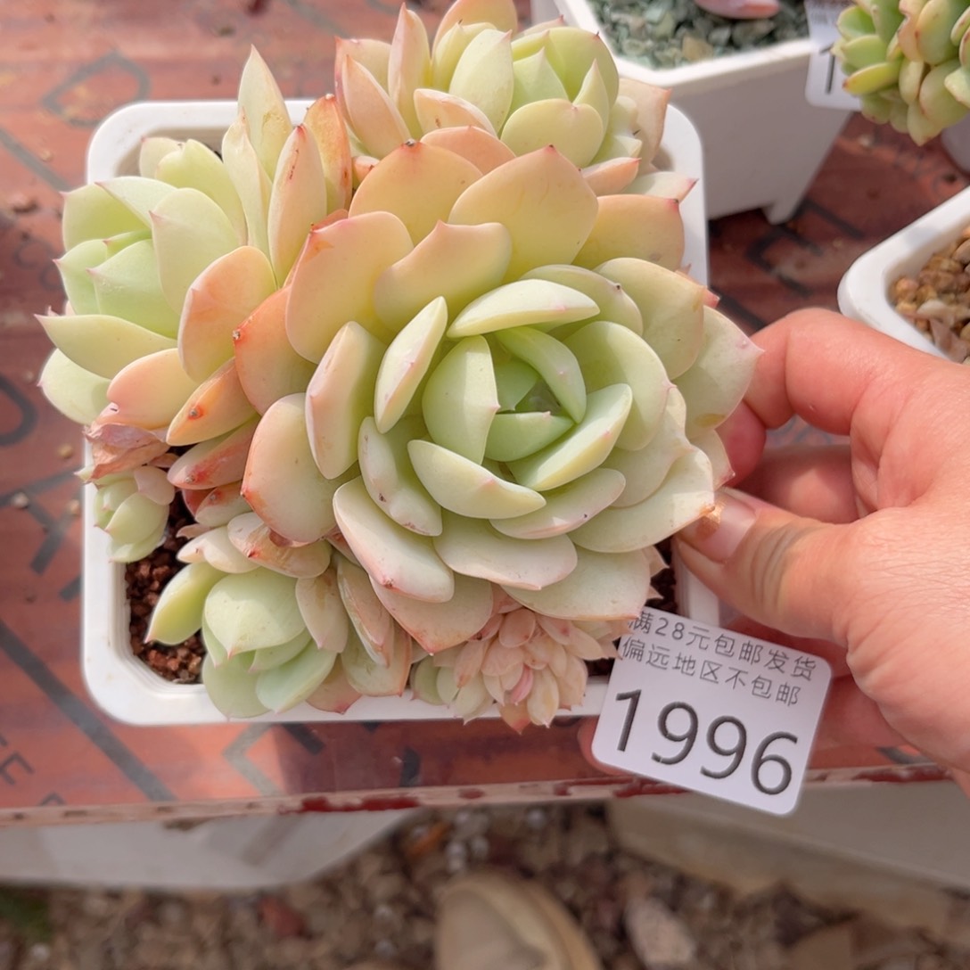 大1996:…？x h c h b j