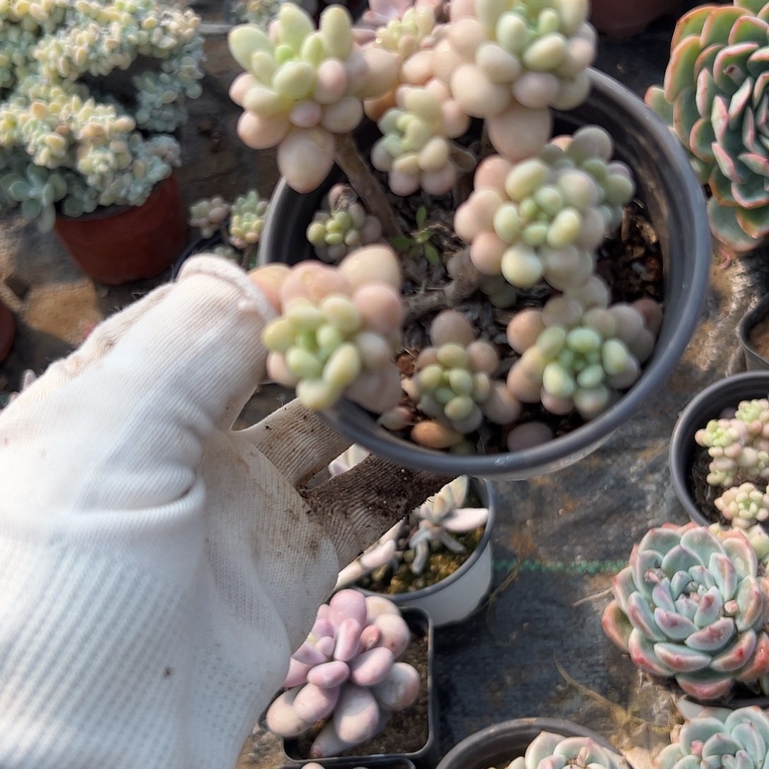 多头中央音乐学院植物