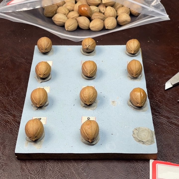 我***看橄榄核手串18.26德庆王