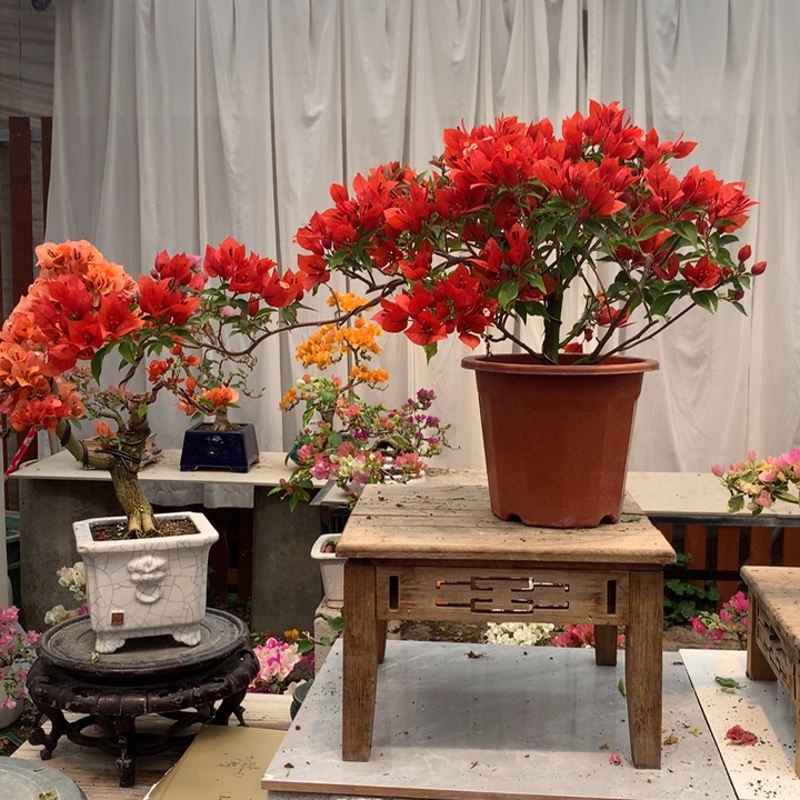 完全开放三角梅花卉