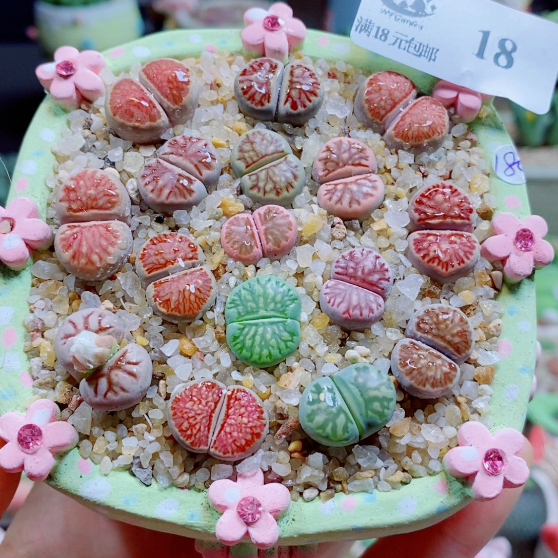 生石花花花花花花18