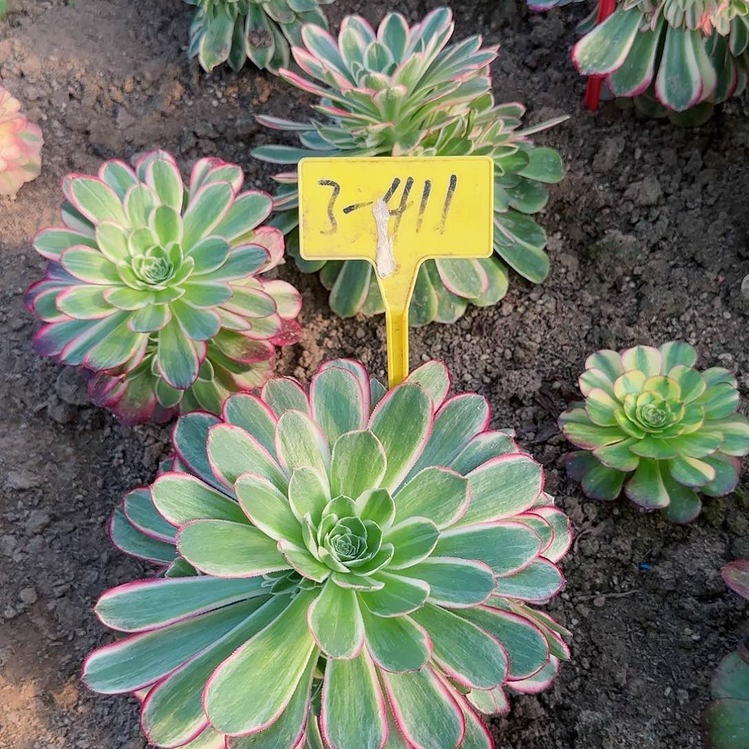 2-411---多头多肉植物