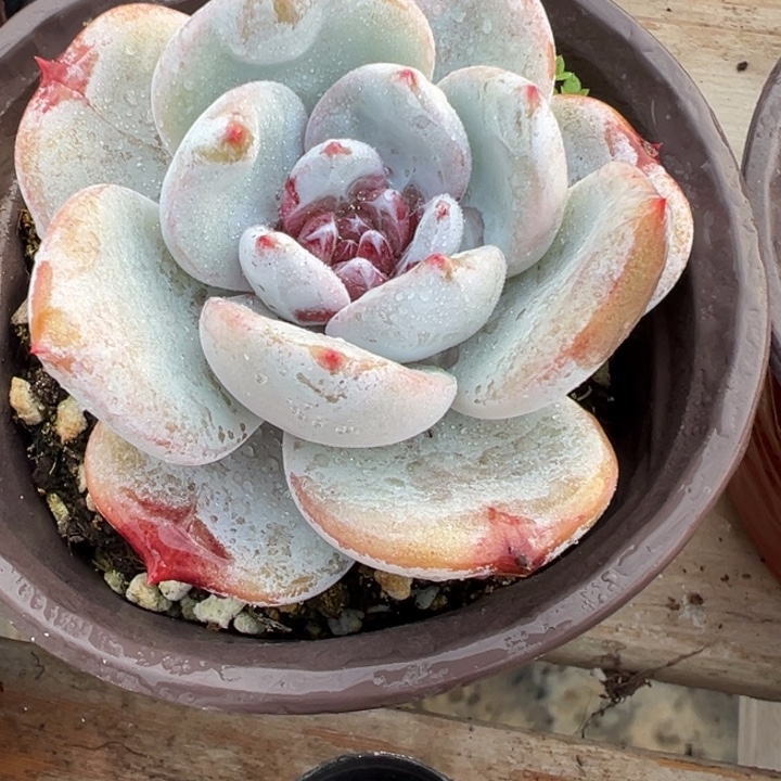 夏***天嫦娥多肉植物406多肉植物