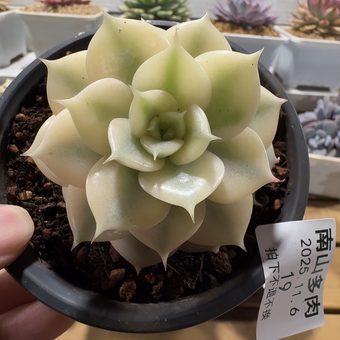 贝加尔湖锦1111106-19