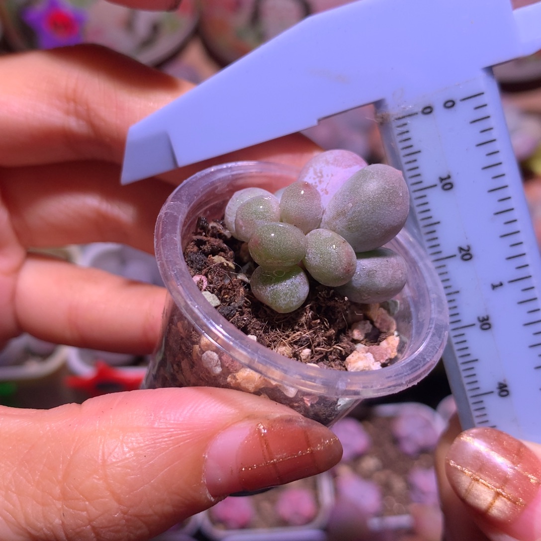 米可奶球子 不凑满28元发一片叶 不售后 到付