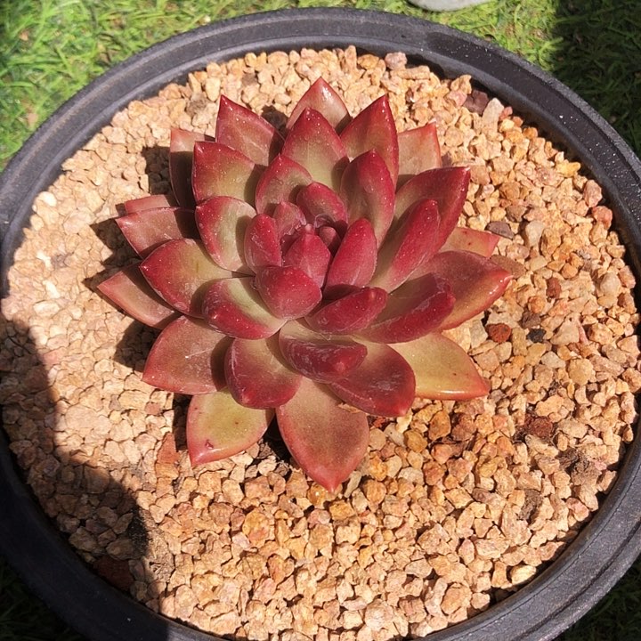 迷雾泡泡老桩多肉植物