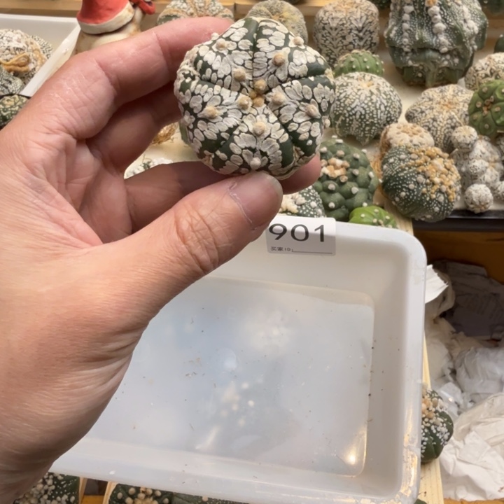 兜星球仙人球901号