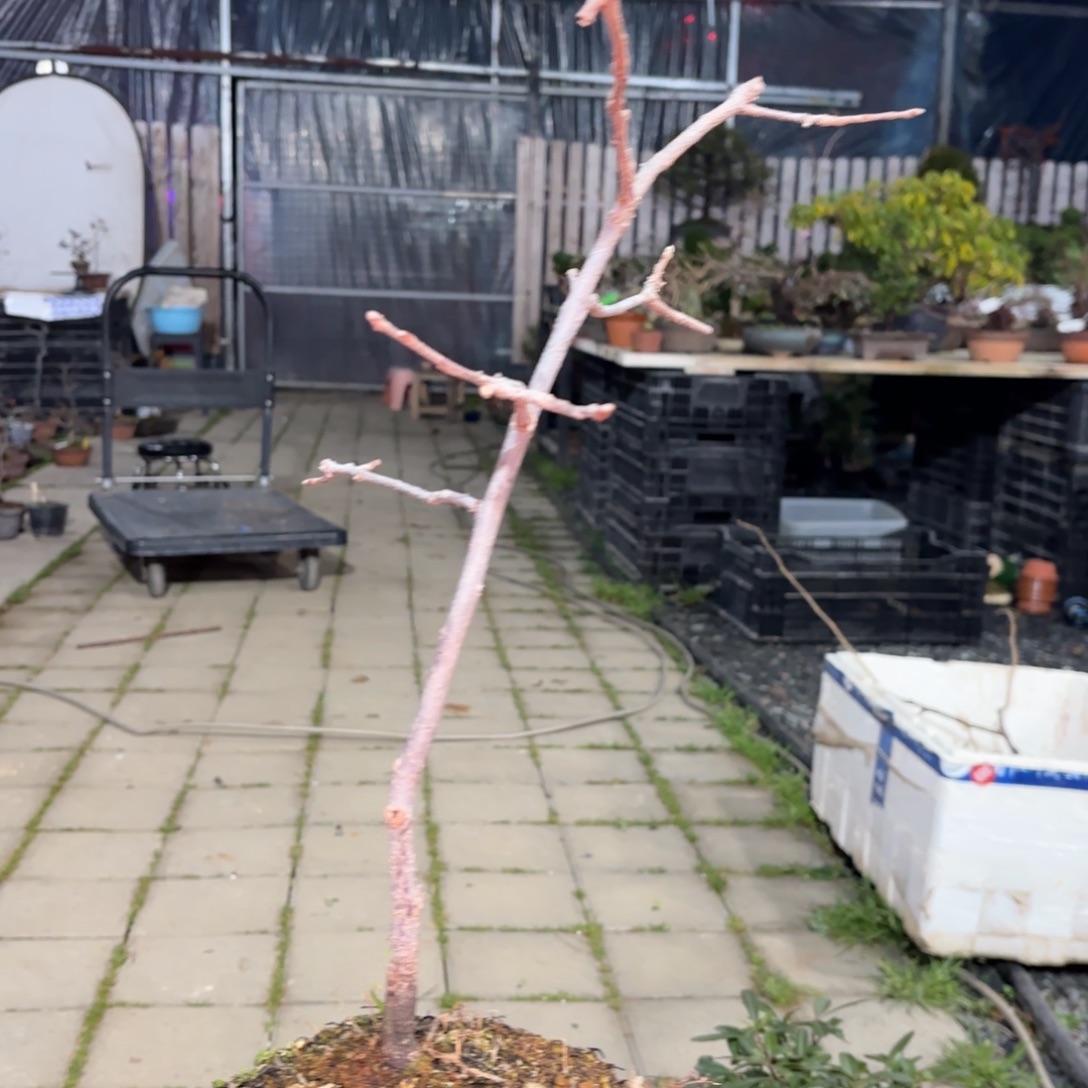 昊***轩全场盆景文人好基础的山柿子