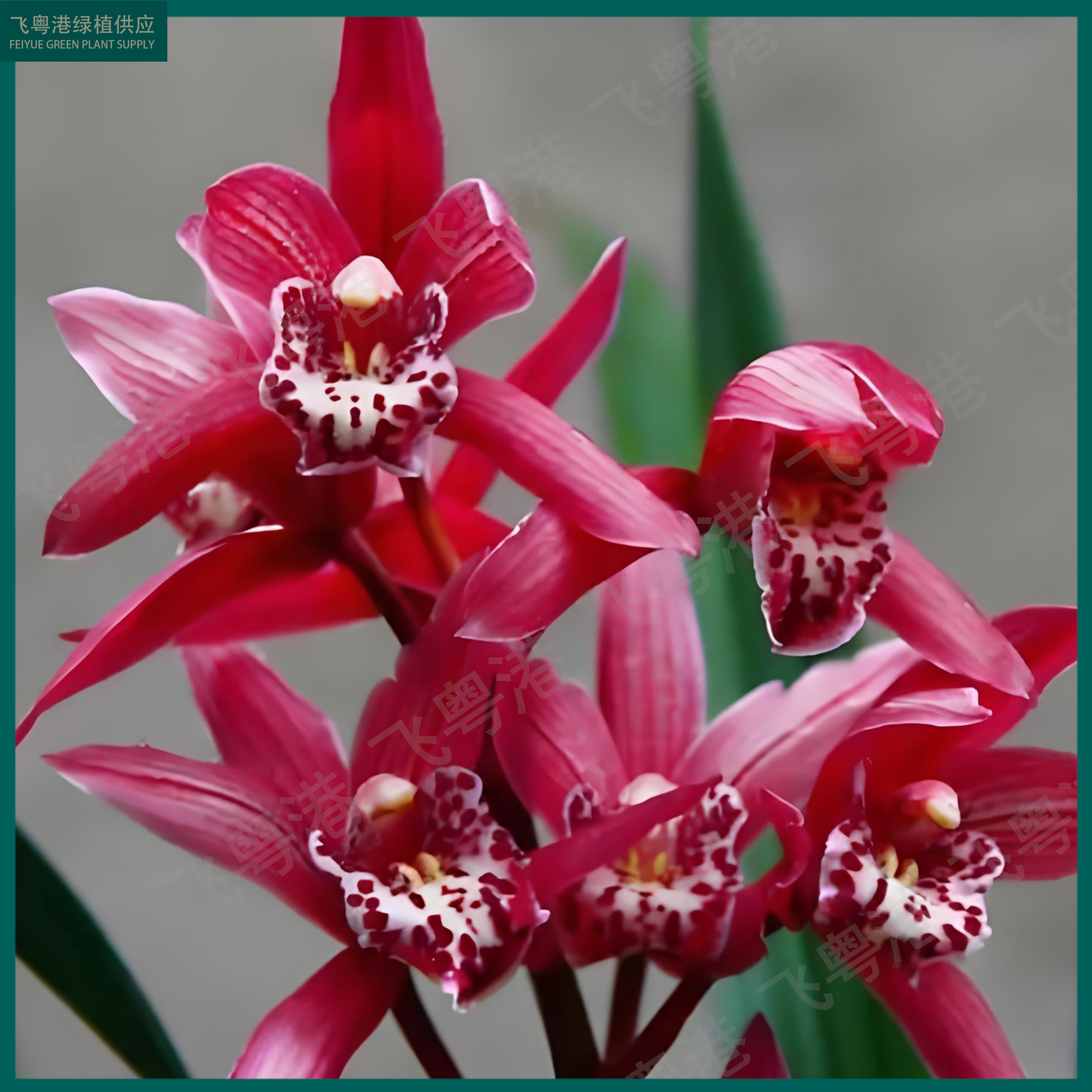 状元红3-4花剑带花苞蕙兰室内外精品花卉四季常青香味浓好养起