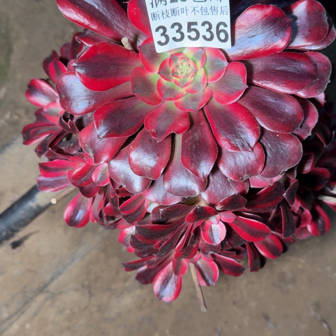 33536美杜莎多肉植物