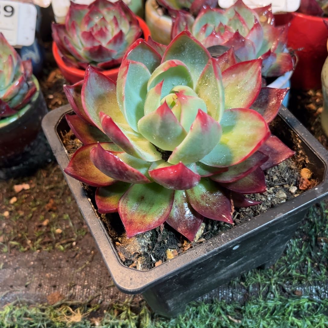 惊鸿一瞥707号多肉