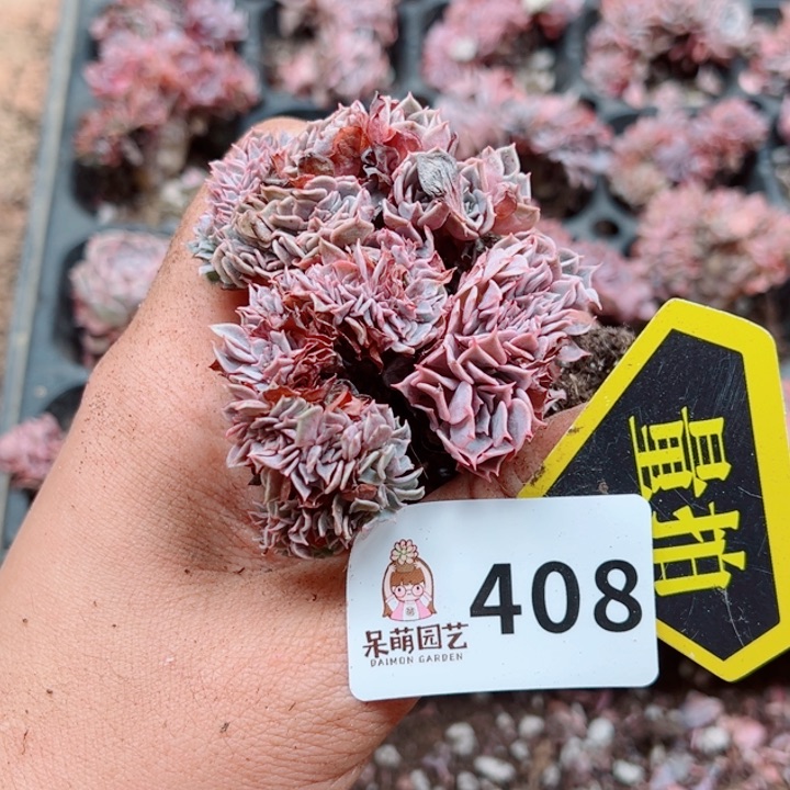 多肉植物多肉植物