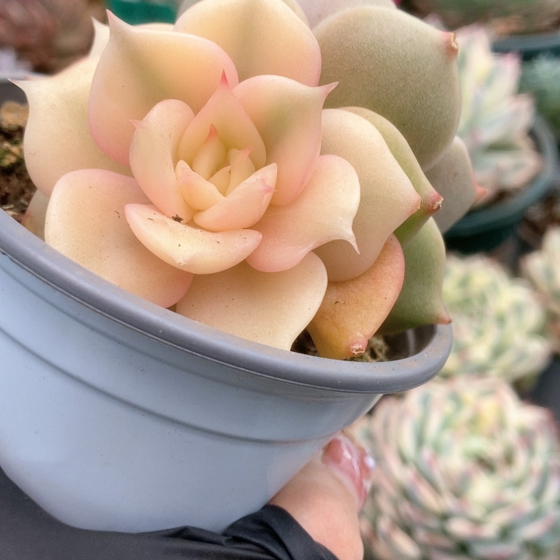 188贝加尔湖锦锦锦锦锦锦