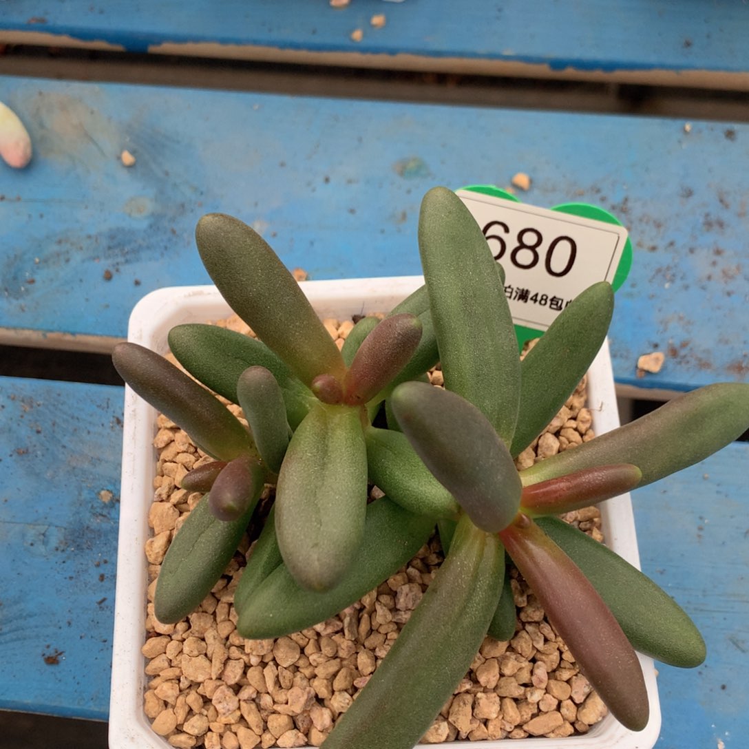 吃***兔叶子树无砍一物一拍680