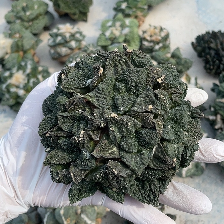 自根哥斯拉群福利