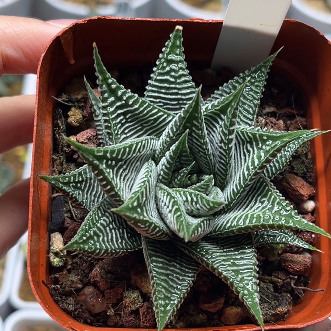 30硬叶斑马福利专场