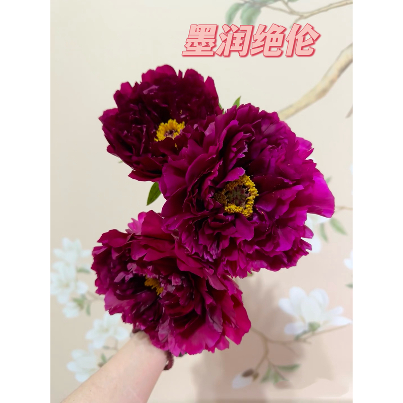 【墨润绝伦】黑红色年宵花催花牡丹带花苞新年礼盒精品年货好礼