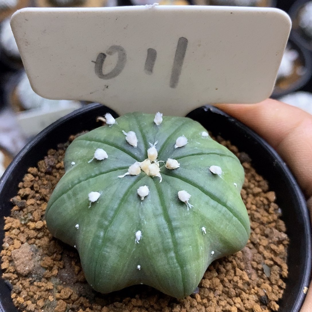 开播前特健健康康full