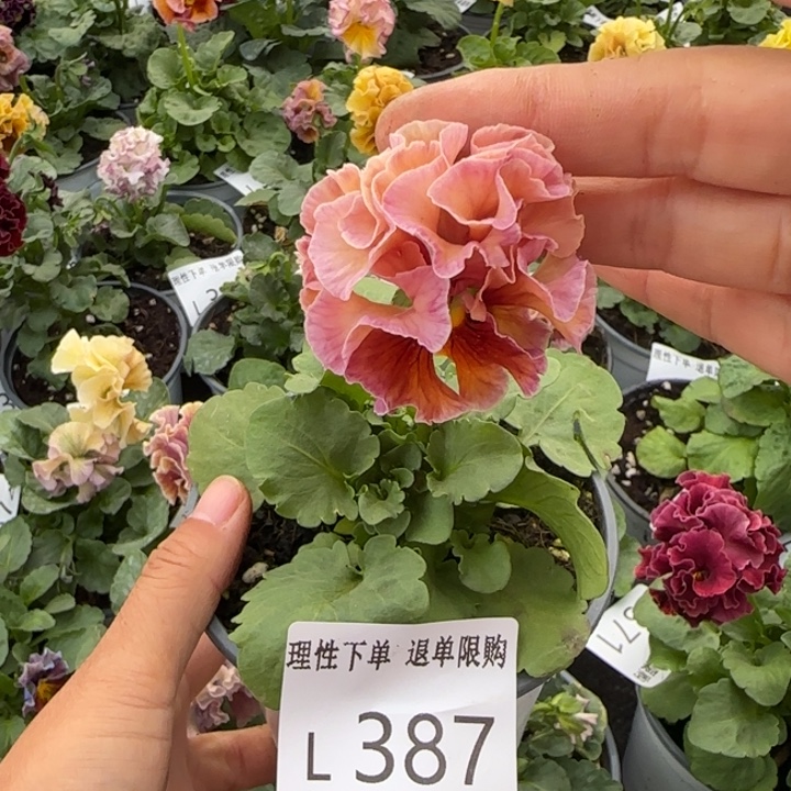 无花朵 L387小苗默认苗晃零下5勿拍