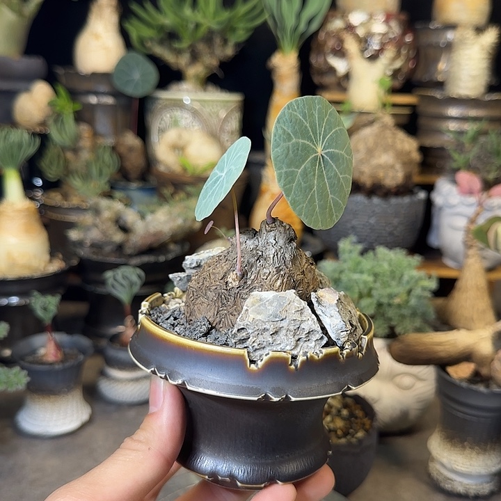 一物一拍老家一叶龟360