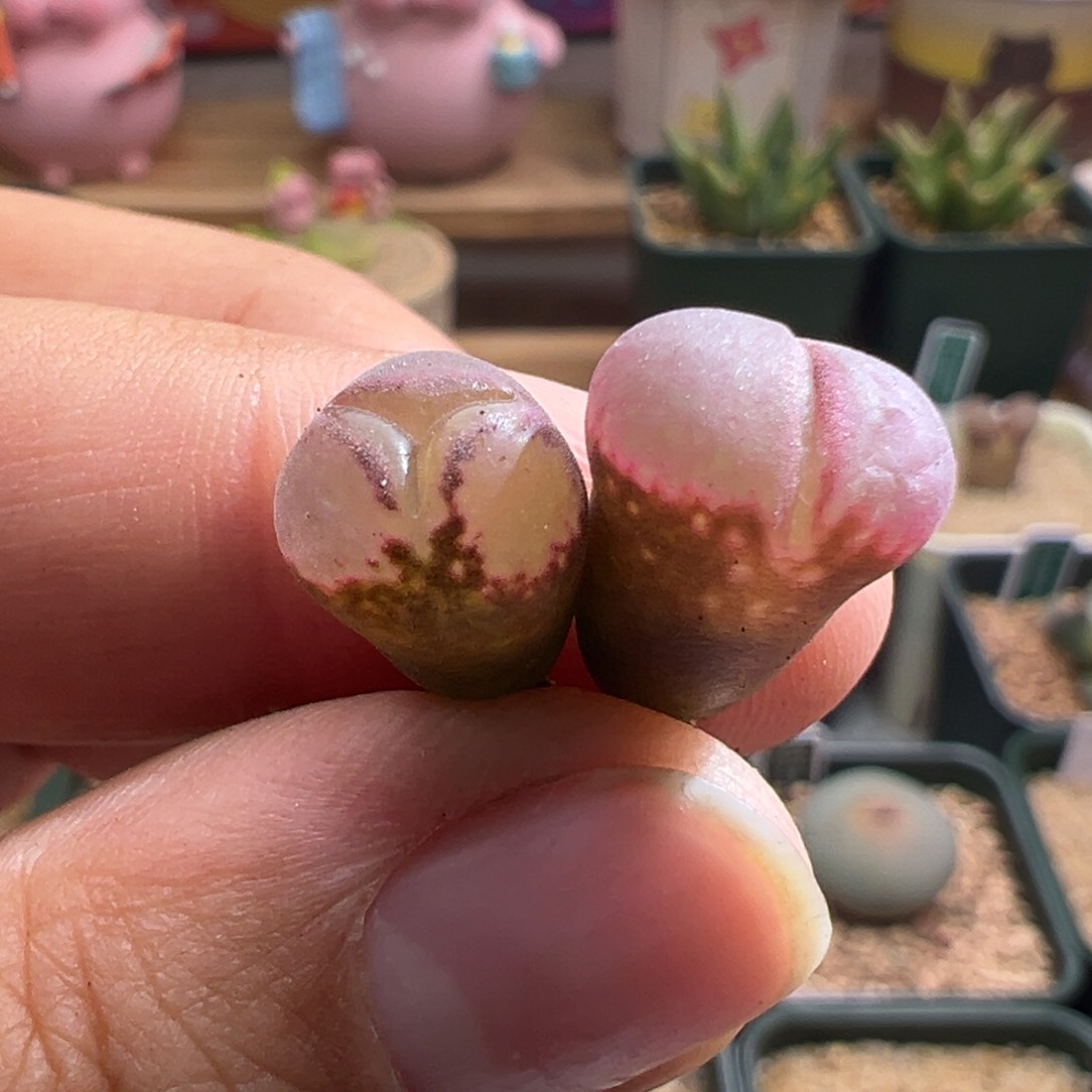 879。1804.5红宝石风铃