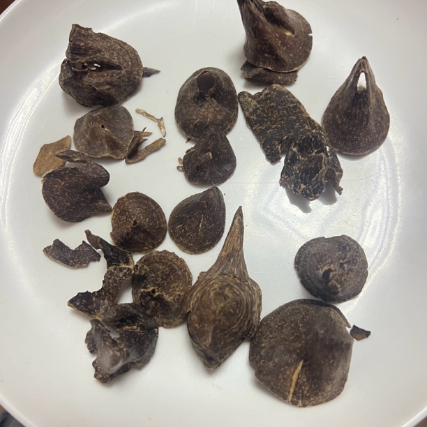 香港大屿山老壳子香多样性发1