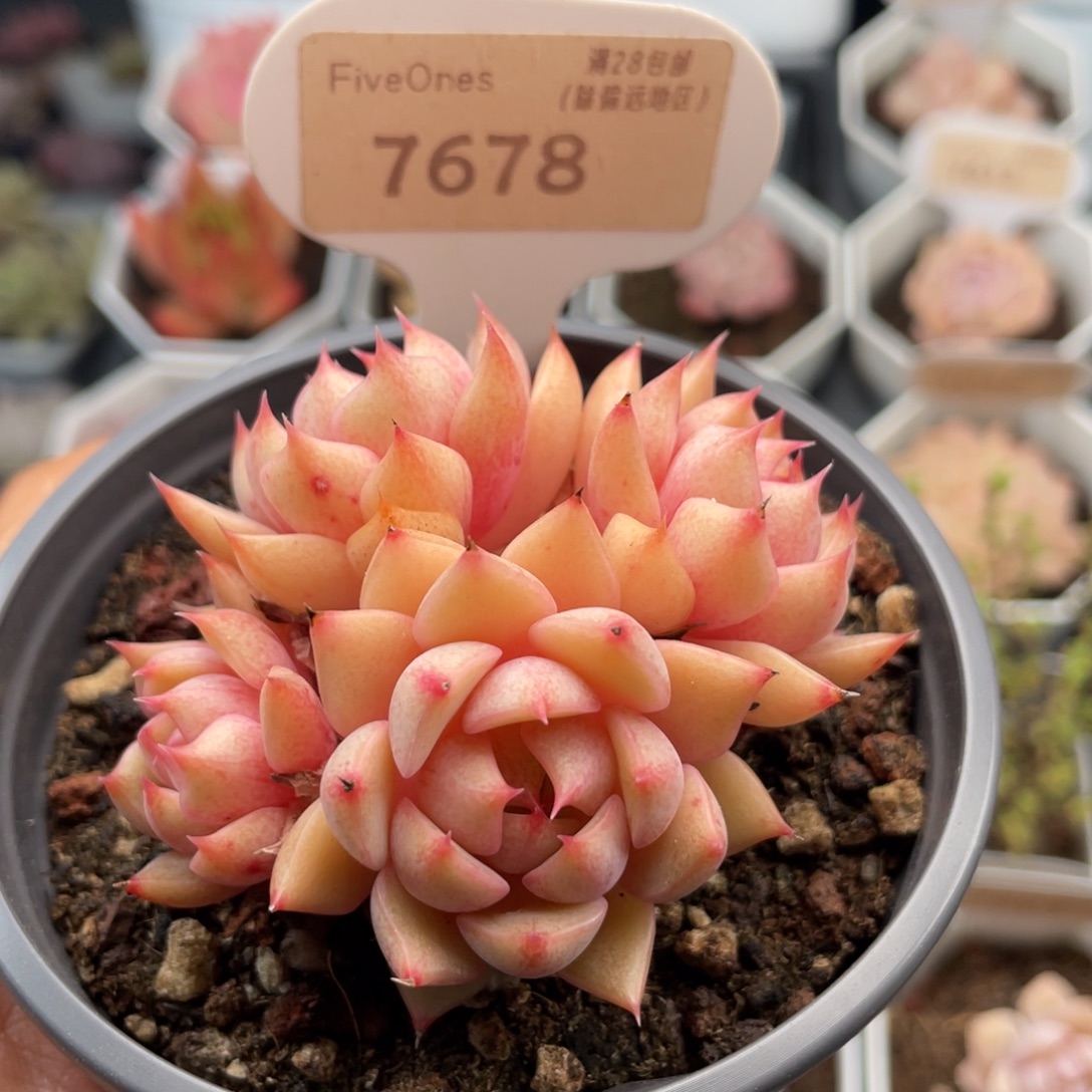 苯巴蒂斯7678-6.5厘米