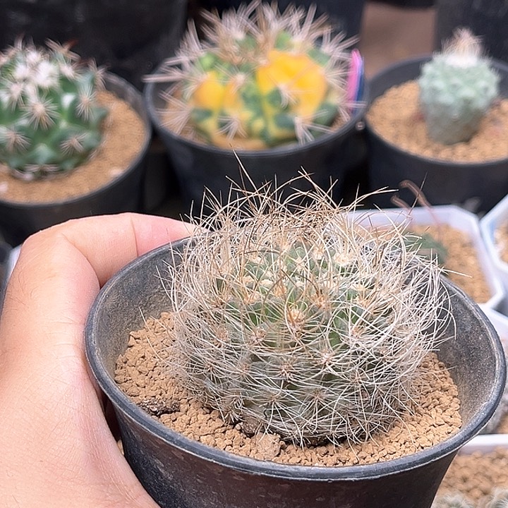 无花朵银翁玉实生母本