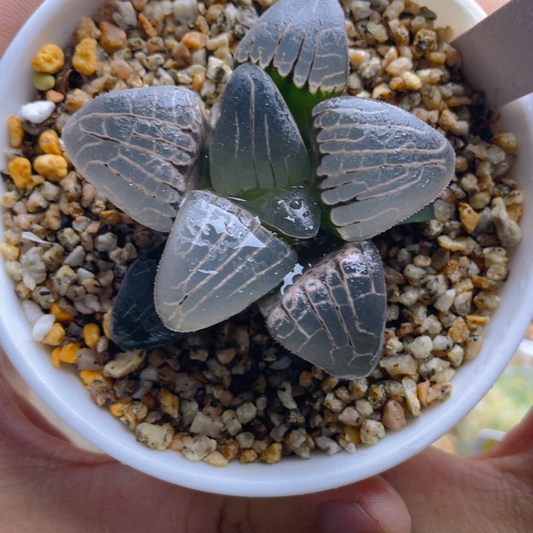 9.十二卷粉色甜心克。 