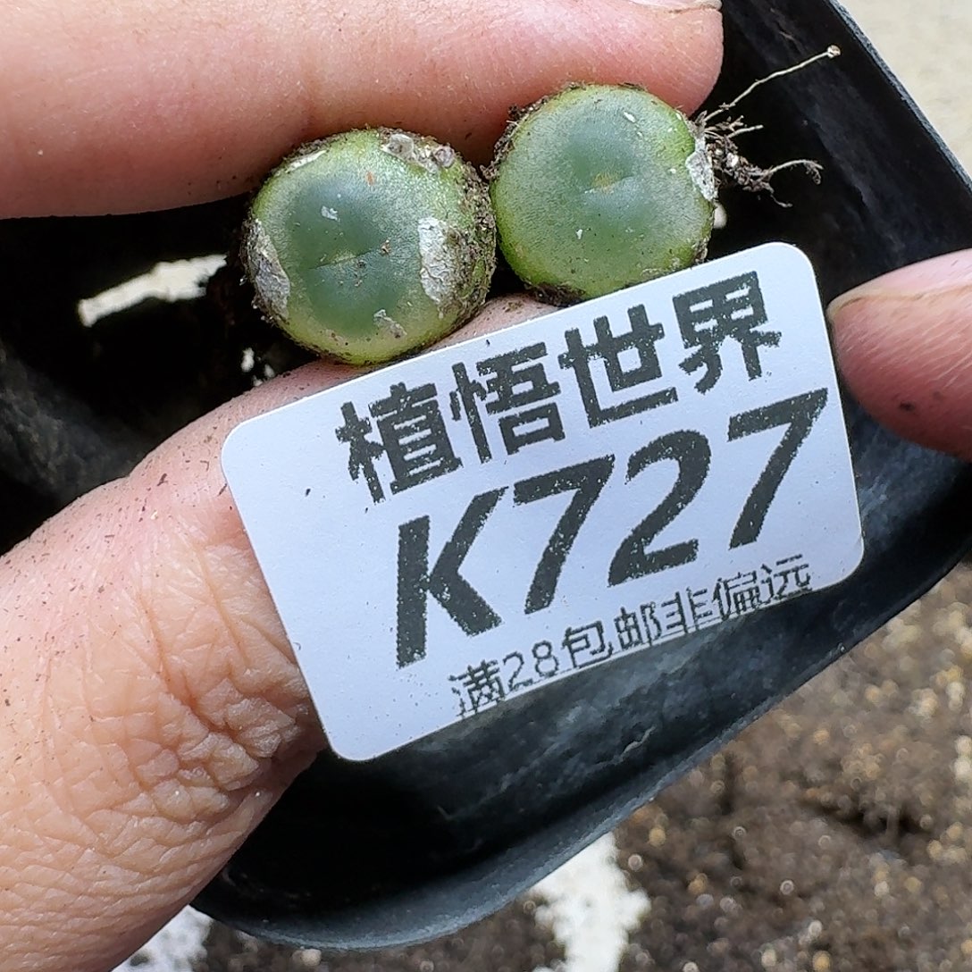 多肉植物的人生fgb