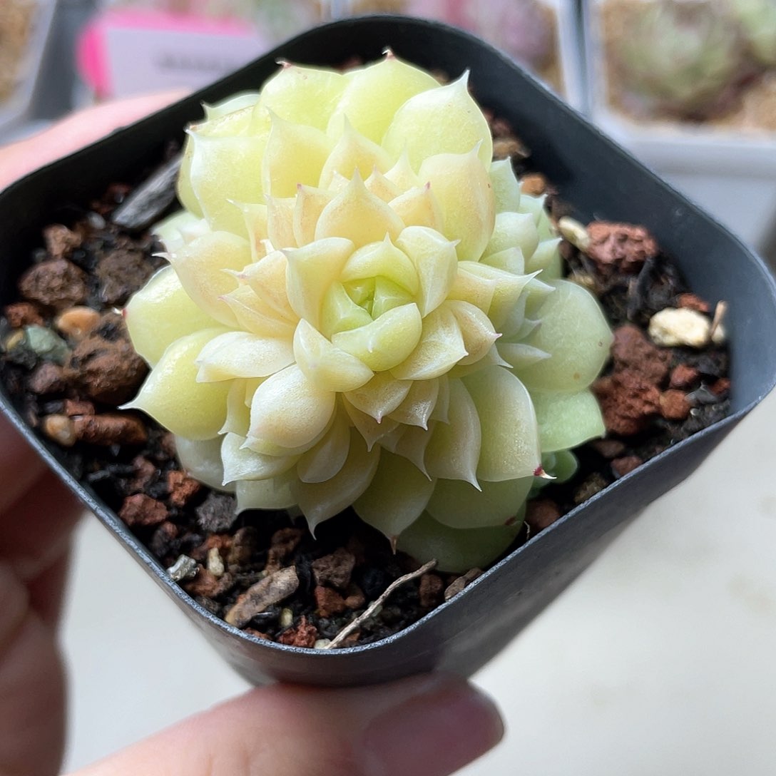 优选麦秆精品9242