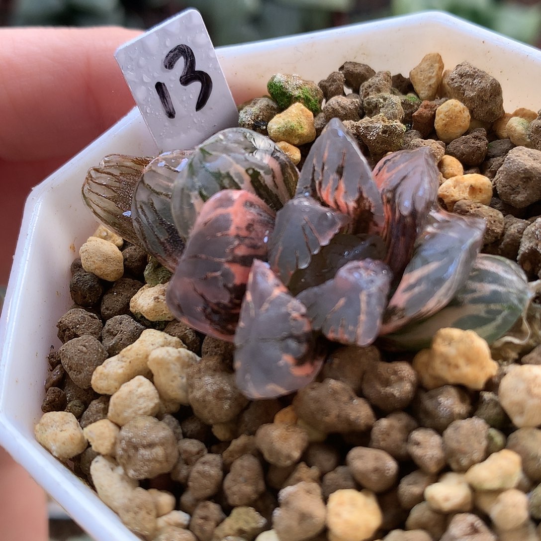 黑水晶玉露姐带盆土发货土土