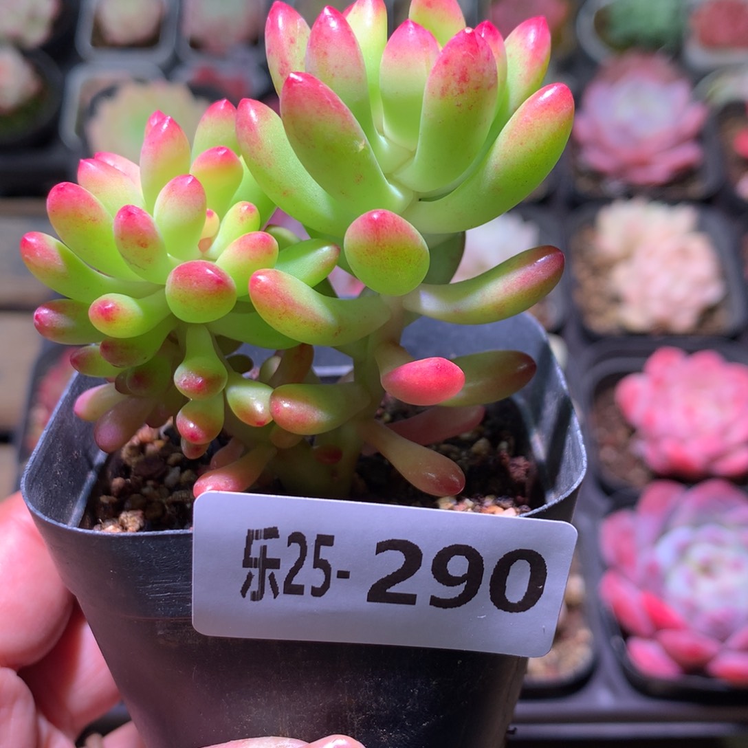 乐然25-290 青松缀化