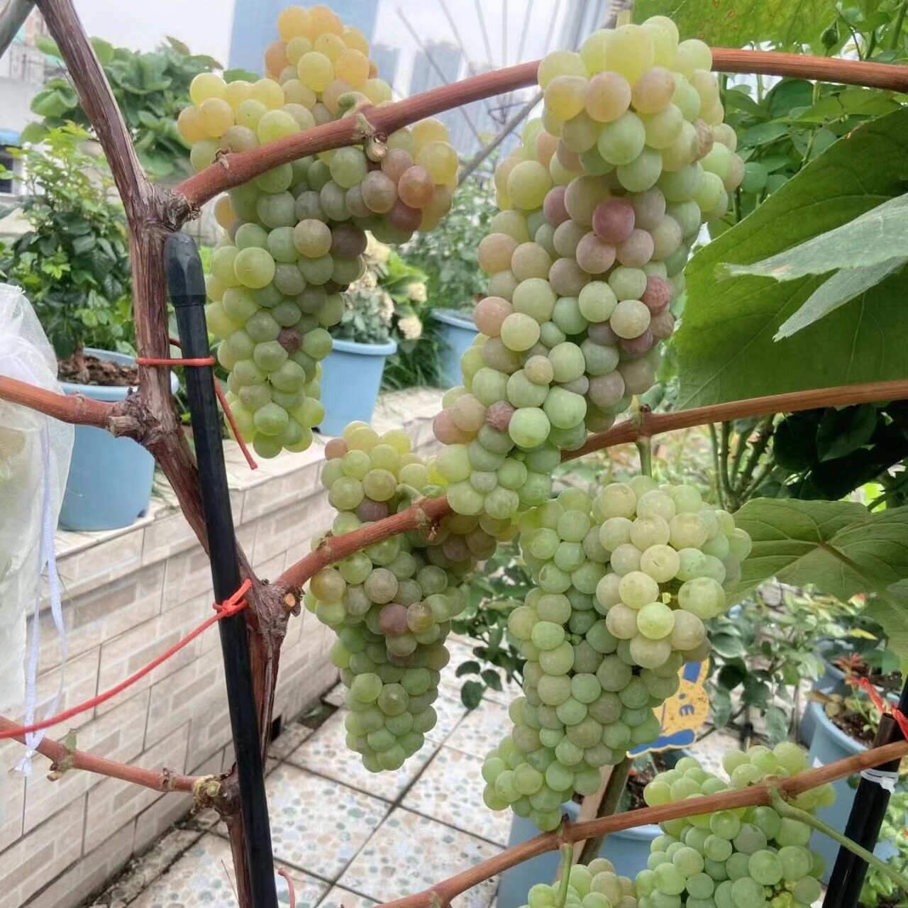 寒香蜜嫁接葡萄苗5棵顺丰包邮