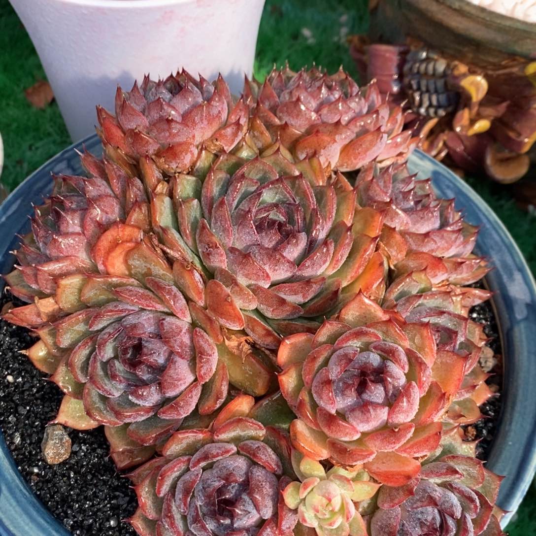 蓝色妖姬多肉植物盆栽