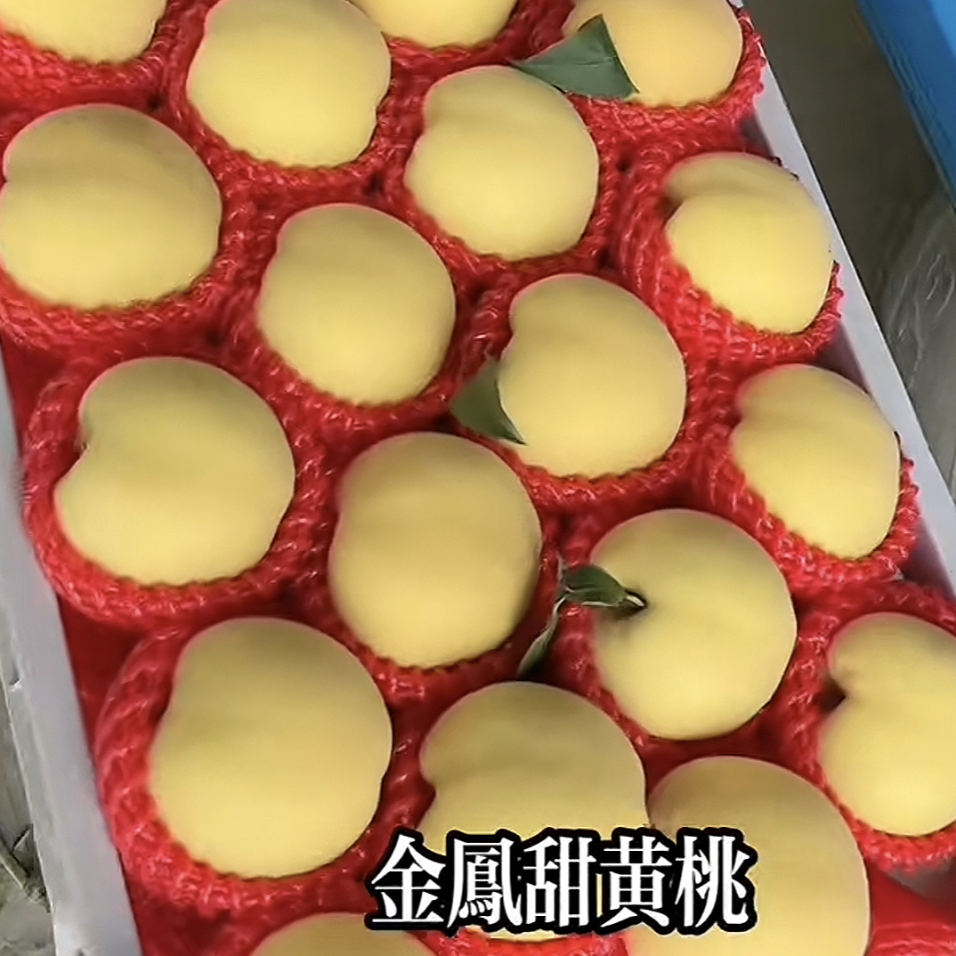 黄金凤（6月底上市）12月发苗