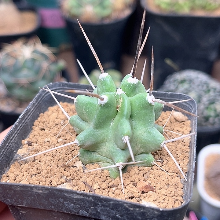 无花朵少刺篝火虾实生球3.8cm