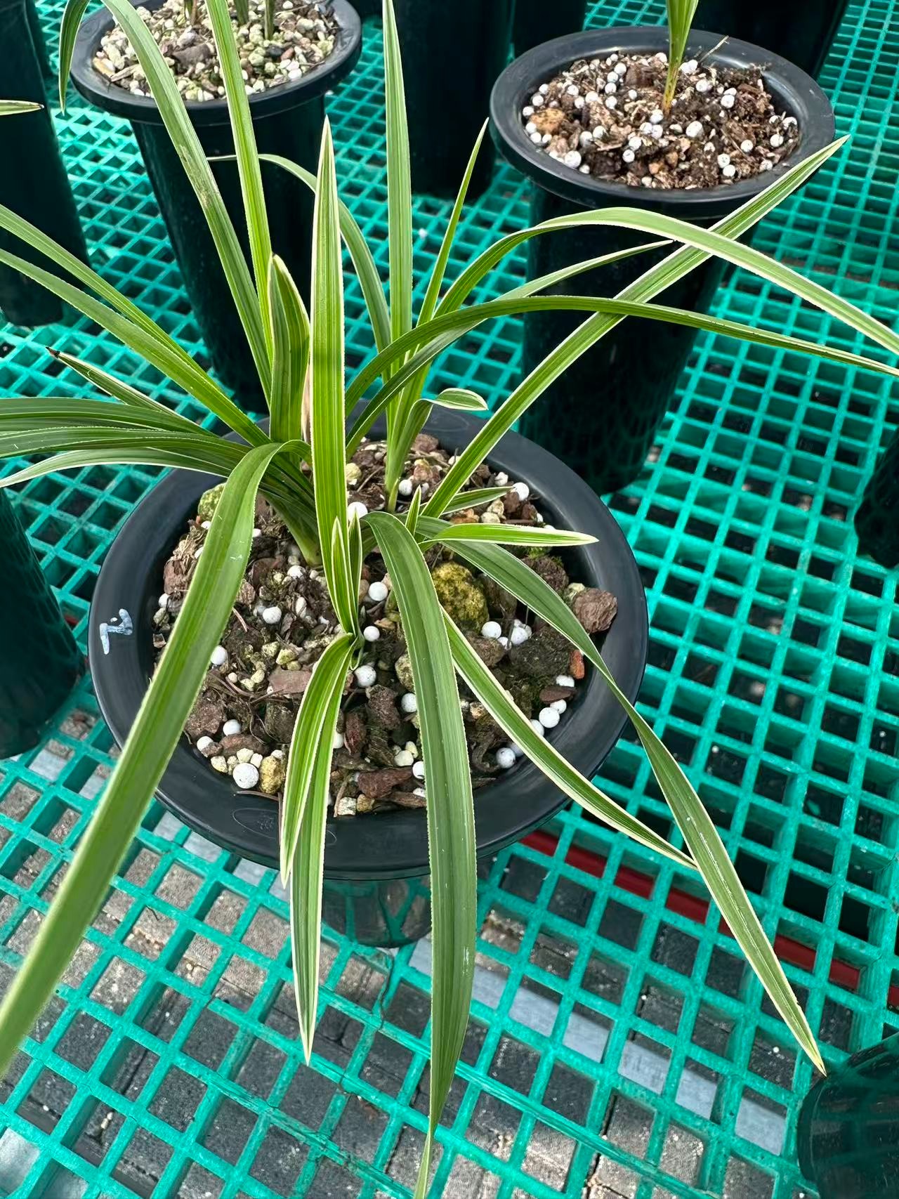 蕙兰花卉绿植盆栽室内客厅阳台卧室浓香