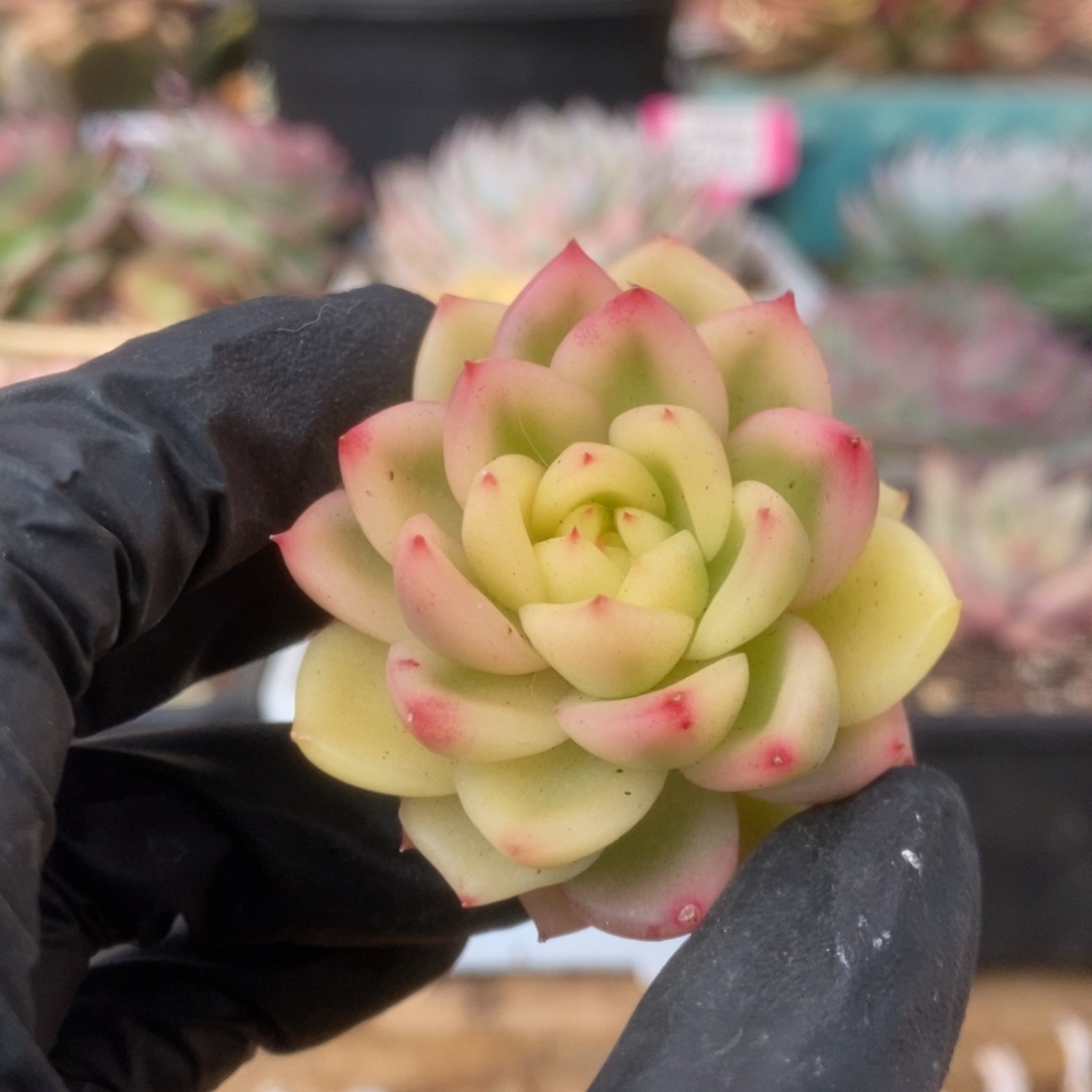 108佛罗瑞安娜锦锦锦锦