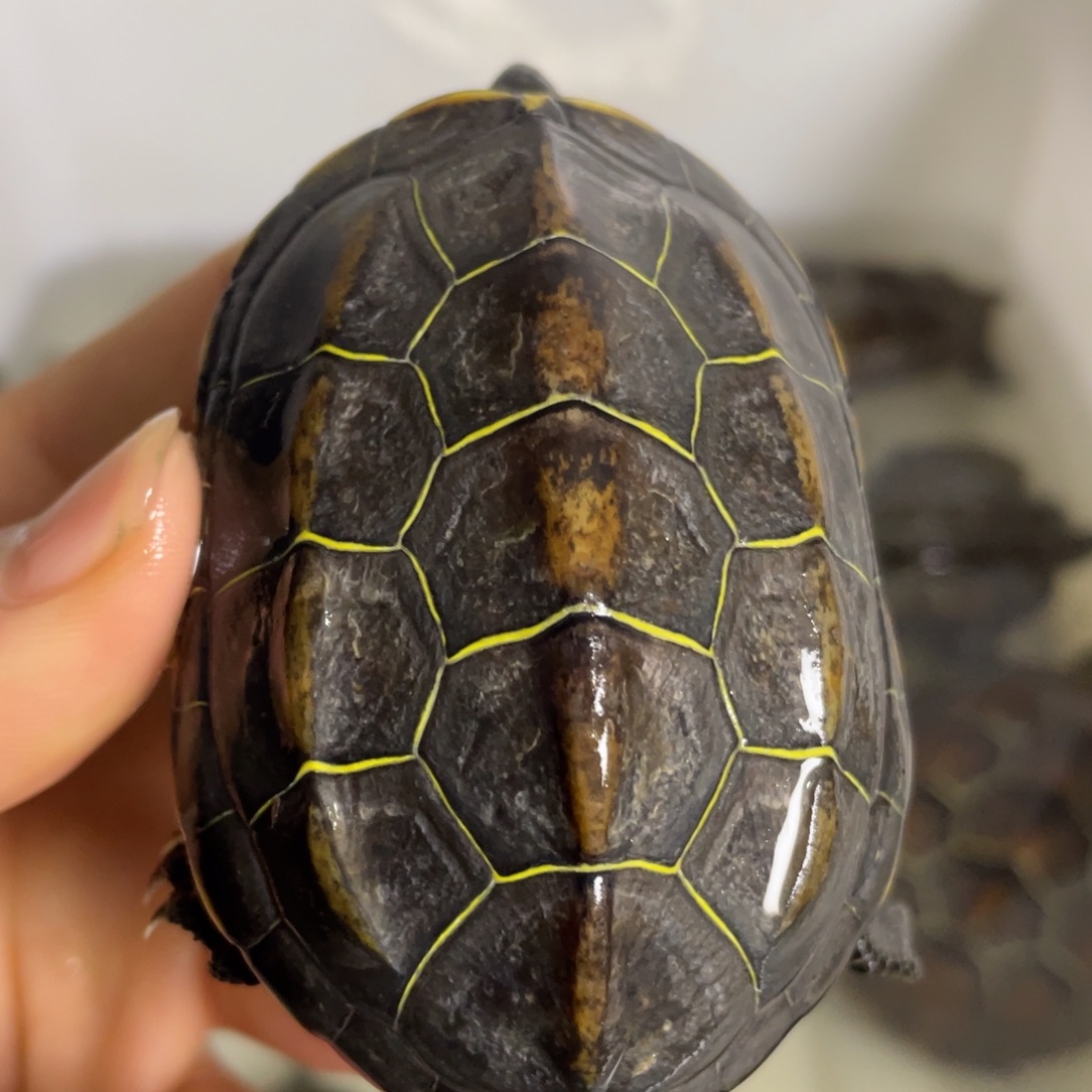 苏北金线冷水草龟