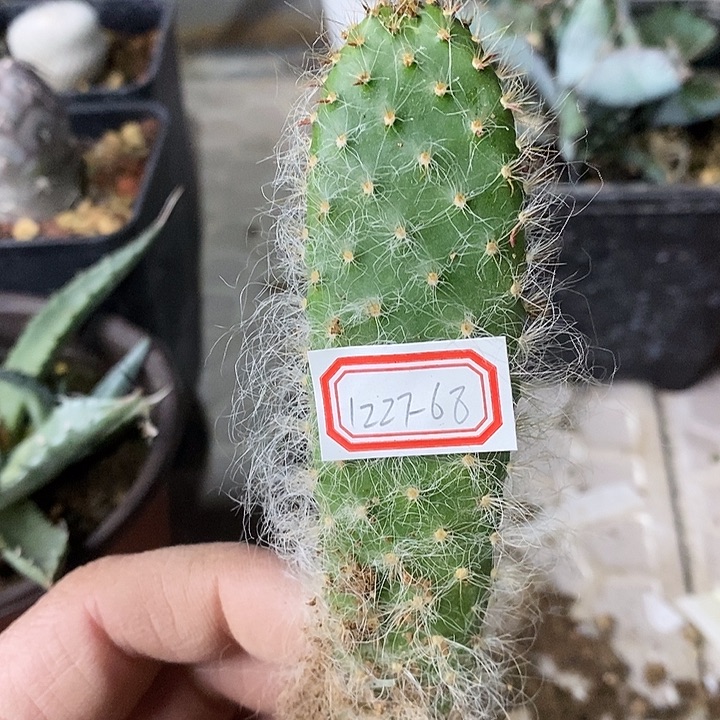 完美主义者勿拍妖精之舞122768