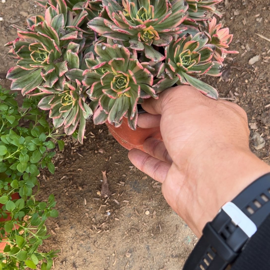 零***353甜茶多肉植物法师多肉