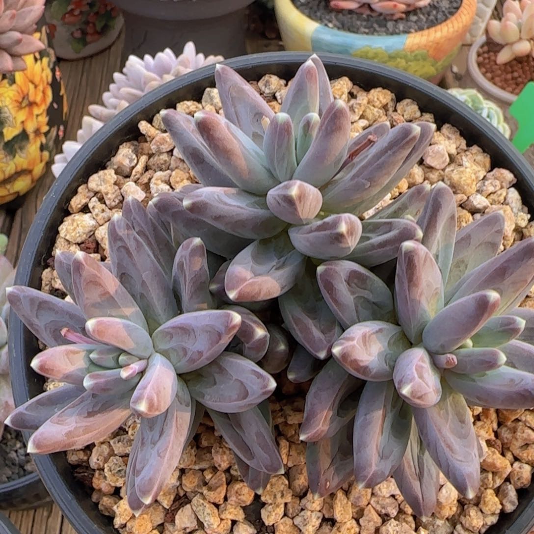 乌拉克拉多肉植物