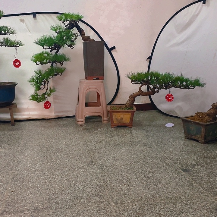 完全开放老桩悬崖临水黑松盆景