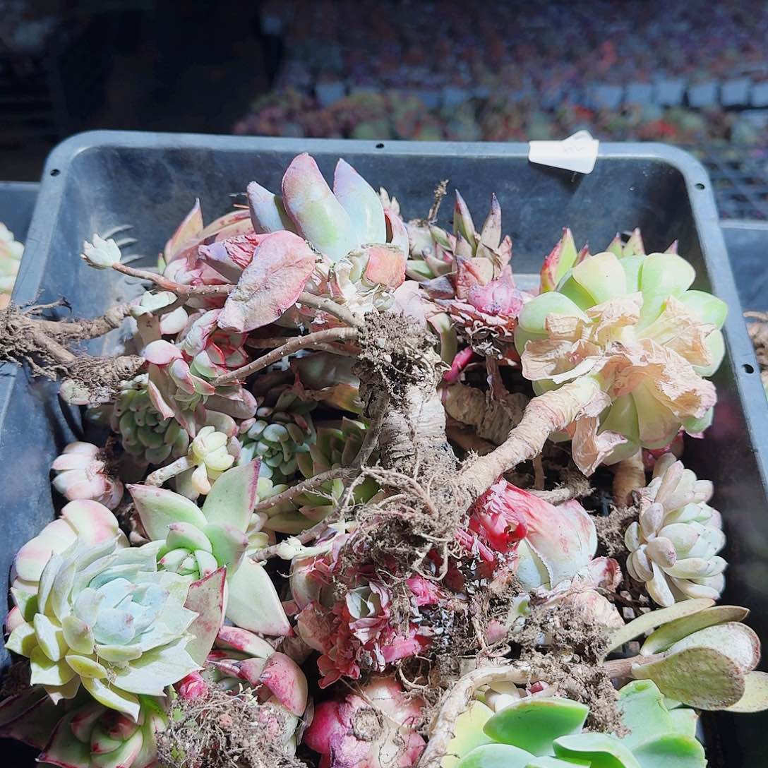 平****?满20包邮零下拍保温箱74号筐无售后