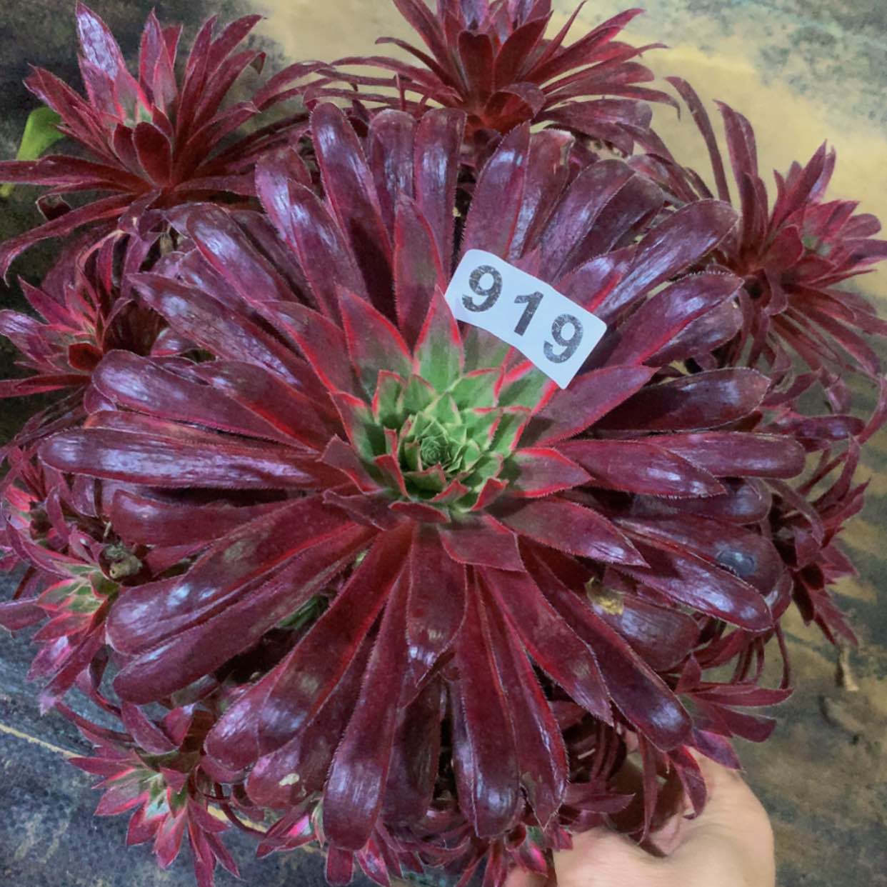 【闪购商品】919孔雀多肉