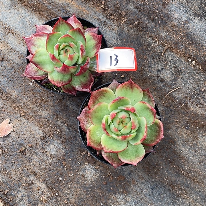 勤***13/////////////////