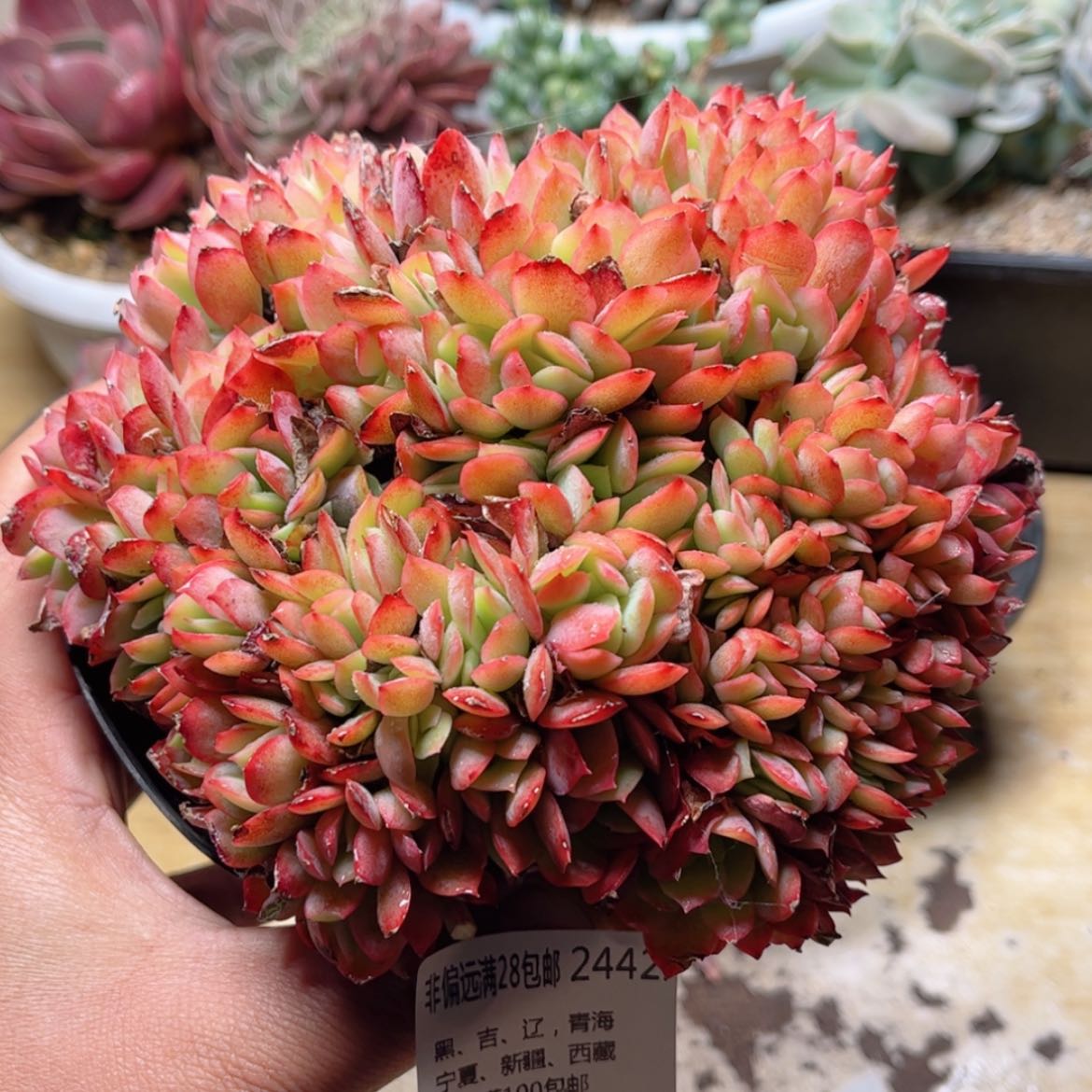 【闪购商品】2442绮罗