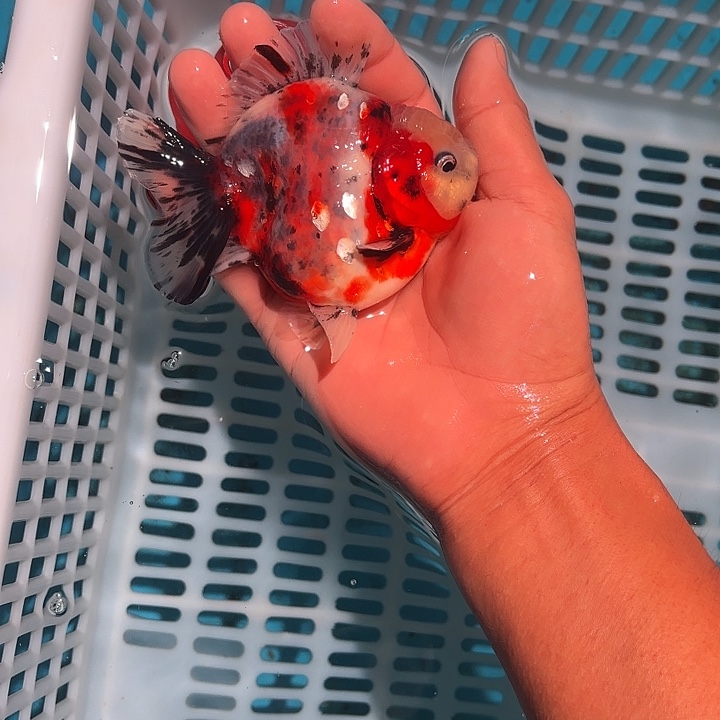 金鱼包邮25383586