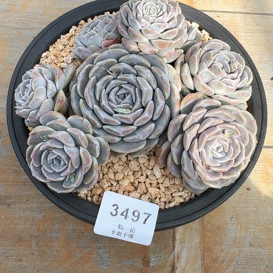 J****a3497号汉堡多肉